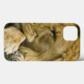 Coques Case-Mate iPhone Lion d'Afrique, Panthera leo, allongé endormi (Verso (horizontal))