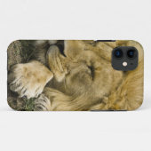Coques Case-Mate iPhone Lion d'Afrique, Panthera leo, couché endormi (Dos (Horizontal))