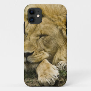 Case-Mate iPhone Case Lion d'Afrique, Panthera leo, couché endormi