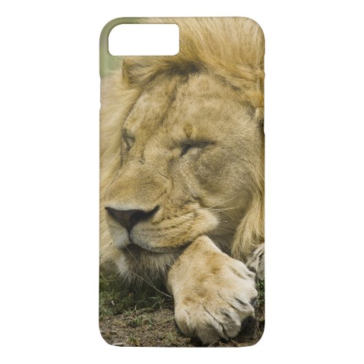 Coques Case-Mate iPhone Lion d'Afrique, Panthera leo, couché endormi (Dos)