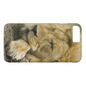 Coques Case-Mate iPhone Lion d'Afrique, Panthera leo, couché endormi (Dos (Horizontal))