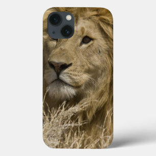 Case-Mate iPhone Case Lion d'Afrique, Panthera leo, Portrait d'un