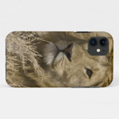 Coques Case-Mate iPhone Lion d'Afrique, Panthera leo, Portrait d'un (Dos (Horizontal))