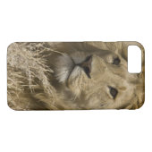 Coques Case-Mate iPhone Lion d'Afrique, Panthera leo, Portrait d'un (Dos (Horizontal))