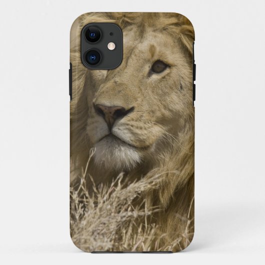 Coques Case-Mate iPhone Lion d'Afrique, Panthera leo, Portrait d'un (Dos)