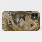 Coques Case-Mate iPhone Lion d'Afrique, Panthera leo, Portrait d'un (Dos (Horizontal))