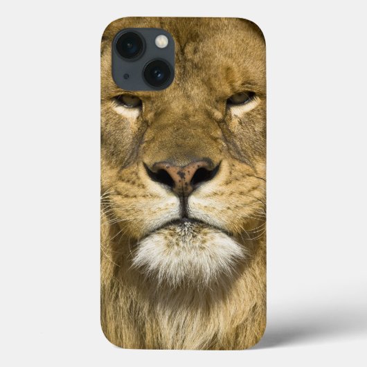 Coques Case-Mate iPhone Lion de Barbarie d'Africain, Panthera Lion Lion, (Verso)