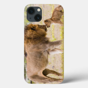 Etui iPhone 13 Lion mâle alpha inspecte un petit
