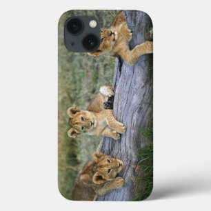 iPhone 13 Case Lionceaux sur rondin