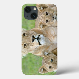 iPhone 13 Case Lionne et Deux Oursons, Afrique de l'Est, Tanzanie