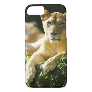 Case-Mate iPhone Case Lions