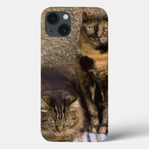 Etui iPhone 13 L'Italie, Cinque Terre, Vernazza. Trois chats à