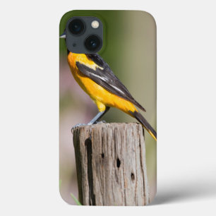 Etui iPhone Case-Mate Loriole de Baltimore femelle dans un jardin fleuri