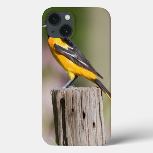 Coques Case-Mate iPhone Loriole de Baltimore femelle dans un jardin fleuri (Verso)