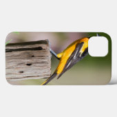 Coques Case-Mate iPhone Loriole de Baltimore femelle dans un jardin fleuri (Verso (horizontal))
