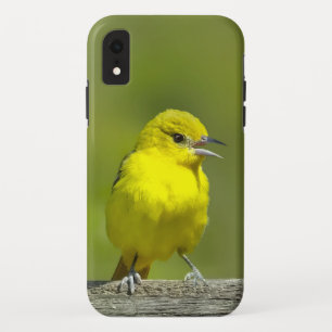 Case-Mate iPhone Case Loriole des vergers - Photographie originale