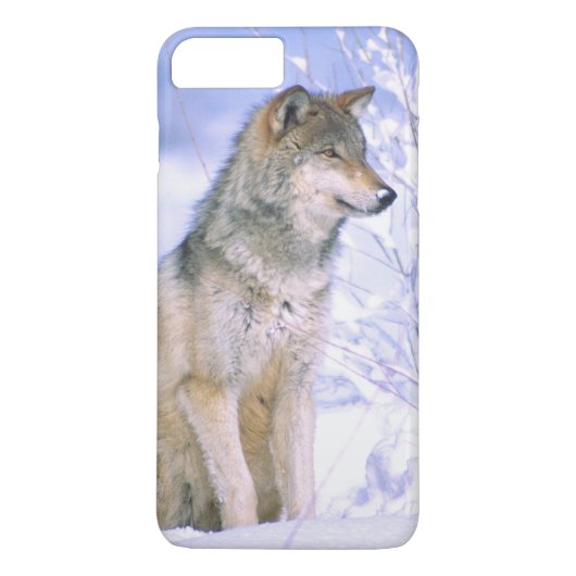 Coques Case-Mate iPhone Loup de bois assis dans la neige, Canis lupus, (Dos)