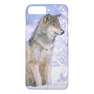 Coque iPhone 7 Plus Loup gris assis dans la neige, Canis lupus,