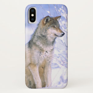 Coque iPhone X Loup gris assis dans la neige, Canis lupus,