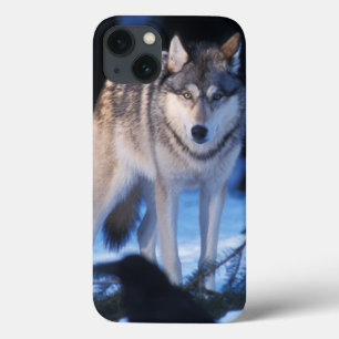 Case-Mate iPhone Case loup gris, Canis lupus, dans les contreforts