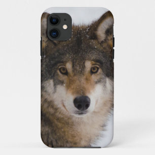 Case-Mate iPhone Case Loup gris européen