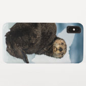 Coques Case-Mate iPhone Loutre de mer froide (Dos (Horizontal))