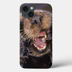 iPhone 13 Case Loutres de mer, Enhydra lutris 6