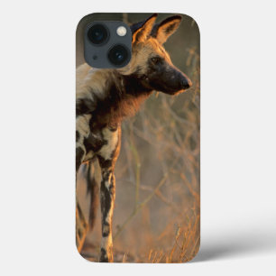 iPhone 13 Case Lycaon Pictus (Chien Sauvage Africain), Kruger
