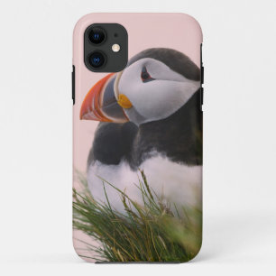 Coque iPhone 11 Macareux atlantique (Fratercula arctica)