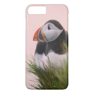 Coques Pour iPhone Macareux atlantique (Fratercula arctica)