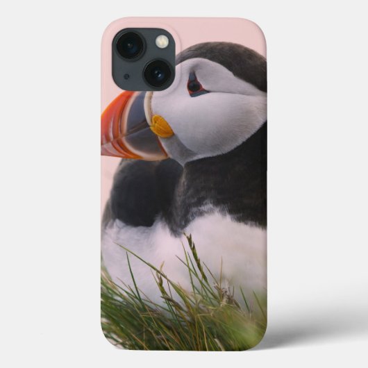 Coques Case-Mate iPhone Macareux atlantique (Fratercula arctica) (Verso)