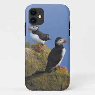 Etui iPhone Case-Mate Macareux atlantiques (Fratercula arctica) sur une