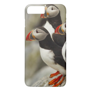 Coque Case-Mate Pour iPhone Macareux de l'Atlantique sur l'île Machias Seal