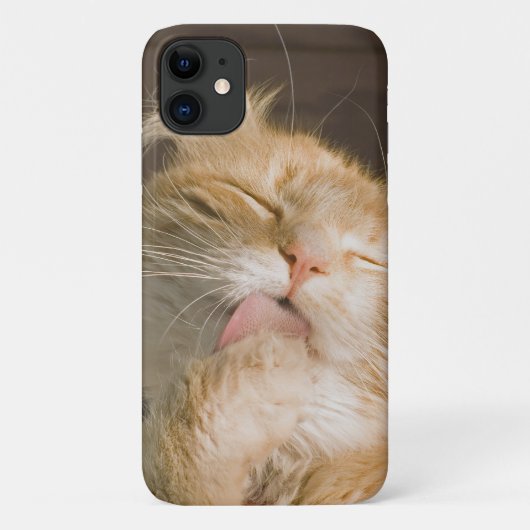 Coques Case-Mate iPhone Magnifique Preening Maine Coon Close Up Photograph (Dos)