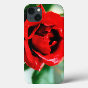 Case-Mate iPhone Case Magnifique rose rouge avec gouttes de rosée matina