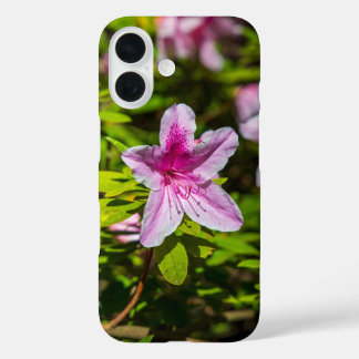 Coques iPhone 16 magnifiques fleurs d'azalée rose au Descanso Garde