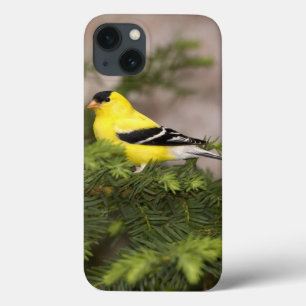 iPhone 13 Coque Mâle américain de chardonneret dans un arbre