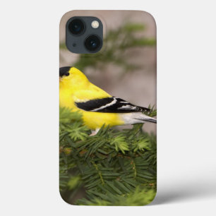 Case-Mate iPhone Case Mâle américain de chardonneret dans un arbre