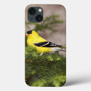 Case-Mate iPhone Case Mâle américain de chardonneret dans un arbre