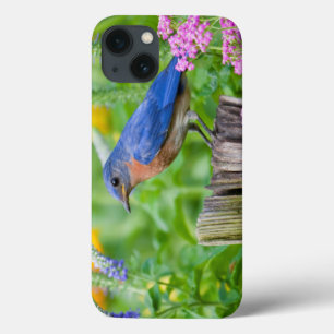 iPhone 13 Case Mâle d'oiseau bleu sur le courrier de barrière