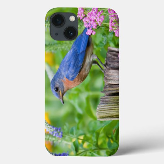 Coques Case-Mate iPhone Mâle d'oiseau bleu sur le courrier de barrière (Verso)
