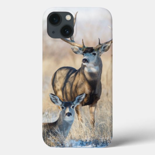 Coques Case-Mate iPhone Mâle et daine de cerfs communs de mule (Verso)