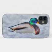 Coques Case-Mate iPhone Mallard Duck Drake Wildlife Portrait (Dos (Horizontal))