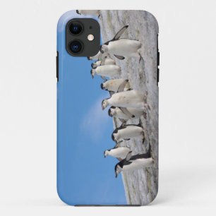 Coque Case-Mate Pour iPhone Manchots à collier Pygoscelis Antarctica
