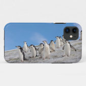 Coques Case-Mate iPhone Manchots à collier | Pygoscelis Antarctica (Dos (Horizontal))