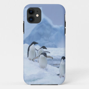 Coques Pour iPhone Manchots Adélie (Pygoscelis adeliae) sur la glace,