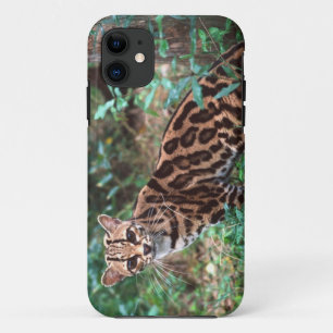 Etui iPhone Case-Mate Margay, Leopardus wiedi, Originaire du Mexique jus