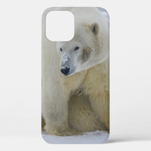 Case-Mate iPhone CASE MÈRE DE L'OURS POLAIRE ET CUB NORD ALASKA