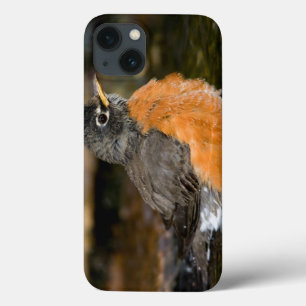 Coques Pour iPhone Merle américain se baignant 2