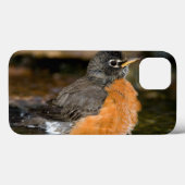 Coques Case-Mate iPhone Merle américain se baignant 2 (Verso (horizontal))